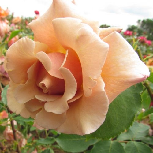 Máslová se žlutým středem - Stromkové růže s květmi čajohybridů - stromková růže s rovnými stonky v koruně